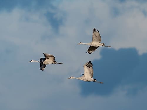 Sandhill cranes in flight, Bernardo Wildlife Area, New Mexico Art Print